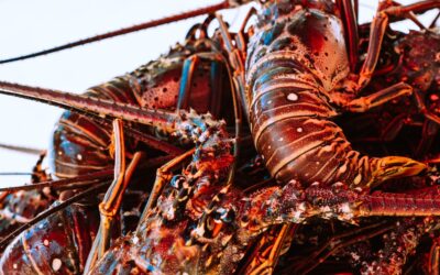 Why we use Maine lobster instead of Florida Lobster